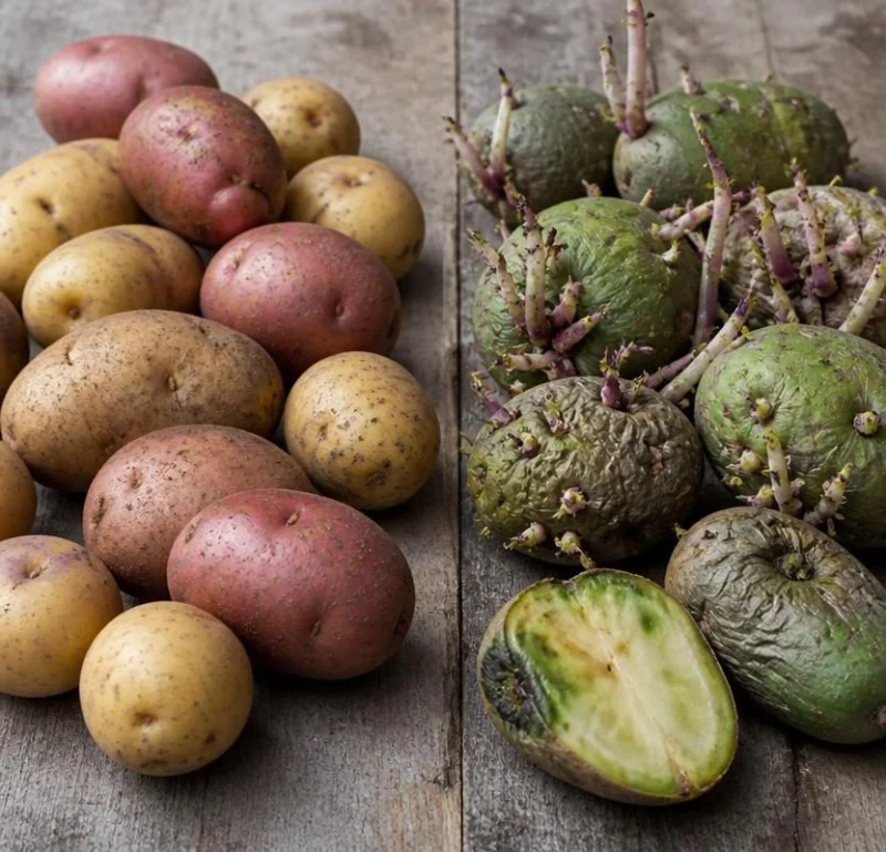 Inspecting potatoes before cooking
